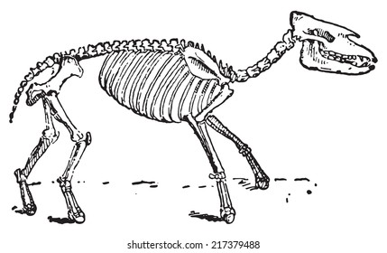 Palaeotherium, vintage engraved illustration. Dictionary of words and things - Larive and Fleury - 1895.