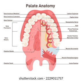 Palate anatomy. Human oral cavity. Inferior surface of upper jaw structure with teeth. Anatomical banner with captions. Flat vector illustration