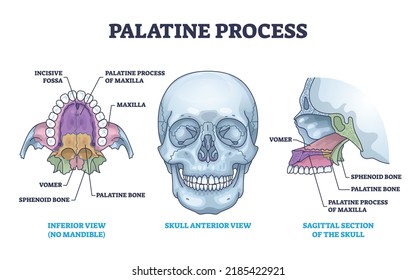 Palatine process section anatomy with maxilla structure outline diagram. Labeled educational facial skeletal bone description with incisive fossa, vomer, sphenoid and palatine vector illustration.