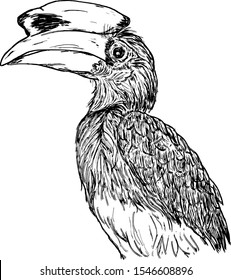 A Palawan Hornbill bird also known as Anthracoceros marchei. Hand drawn vector illustration.