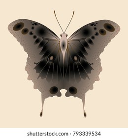 pale butterfly on a beige background