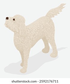 Creme pálido goldendoodle ou labradoodle em perspectiva isométrica - fácil de remover sombra e fundo