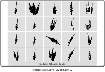 Pale dark silhouettes of gladioluses bouquet on a gray background