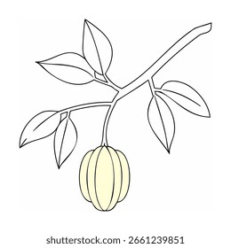 Fruta pálida que cuelga de hojas de rama de hoja amarilla