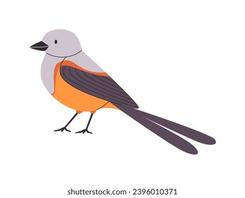 pale gray head color small bird scissors tailed flycatcher species with forked tails pretty cute nature animal beautiful wildlife creature