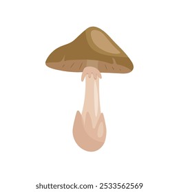 Pale grebe mushroom. Vector illustration of mushroom