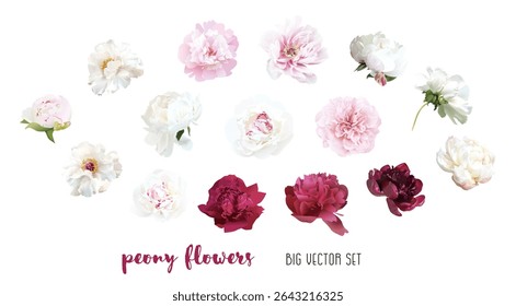 Pálido peônia flores vetor projeto grande conjunto. Branqueado azul rosa, branco, bege, cremoso, vermelho borgonha peônias de verão. Corte flores de primavera. Todos os elementos são isolados e editáveis em fundo branco