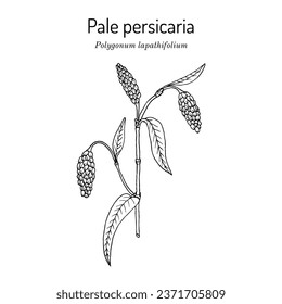 Pale persicaria (Polygonum lapathifolium), medicinal plant. Hand drawn botanical vector illustration