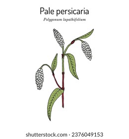 Pale persicaria (Polygonum lapathifolium), medicinal plant. Hand drawn botanical vector illustration