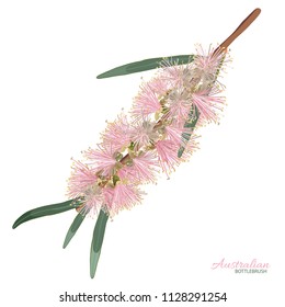 Pale Pink bottlebrush Vector illustration on a white background