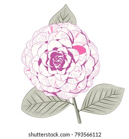 Pale pink camellia japonica formal double form flower with leaves hand drawn vector illustration
