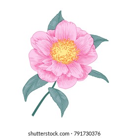 Pale pink camellia japonica semi double form flower with leaves hand drawn vector illustration