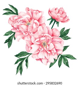 Pale pink peony. Watercolor, hand painted, isolated on white background. Vector illustration.
