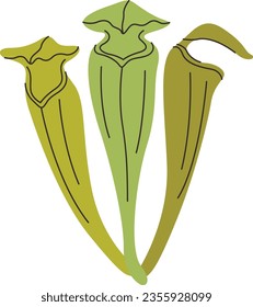 Pale Pitcher Plant carnivorous plant vector illustration in isolated white background