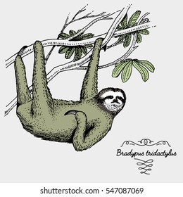 pale throated sloth engraved, hand drawn vector illustration in woodcut scratchboard style, vintage drawing animal bradypus tridactylus.