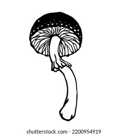 Pale toadstool mushroom.Botanical sketch.Vector graphics.