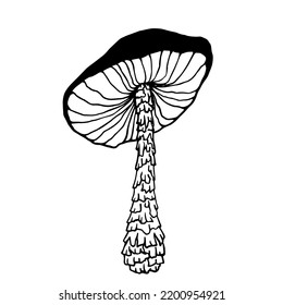 Pale toadstool mushroom.Botanical sketch.Vector graphics.