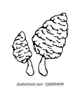 Pale toadstool mushroom.Botanical sketch.Vector graphics.