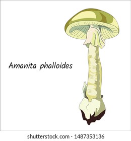 Pale toadstool on a white background. Forest mushrooms, poisonous, inedible. Graphic vector illustration.