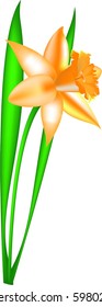 Pale yellow daffodil