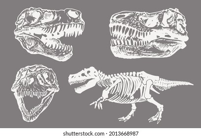 Paleontological color set of dinosaur skulls and skeletons on grey background,vector elements