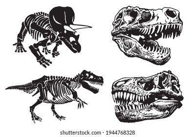 Paleontological set of dinosaur skulls and skeletons on white background,vector elements