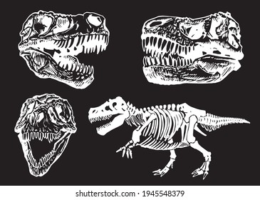 Paleontological set of dinosaur skulls and skeletons on black background,vector elements