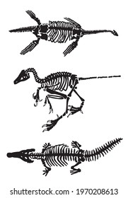 Paleontological set, graphical skeletons of dinosaurs on white background,vector fossils silhouettes