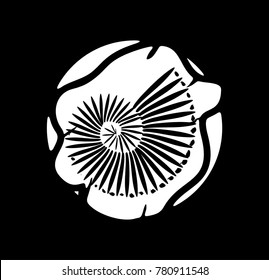 paleontology of fossils