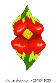 Palicourea elata, formerly Psychotria elata, commonly known as girlfriend kiss. illustration of a bright red tropical flower with a yellow center top view isolated vector drawing