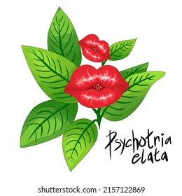Palicourea elata, formerly Psychotria elata, commonly known as girlfriend kiss. illustration of a bright red tropical flower with a yellow center top view isolated vector drawing