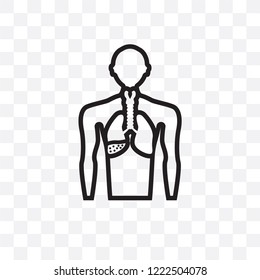 Palindromic rheumatism vector linear icon isolated on transparent background, Palindromic rheumatism transparency concept can be used for web and mobile