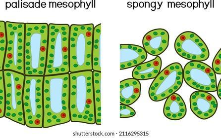 Palisade and spongy mesophyll. Structure and types of assimilation plant tissue