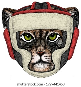 Pallas cat head. Manul head. Boxing helmet.
