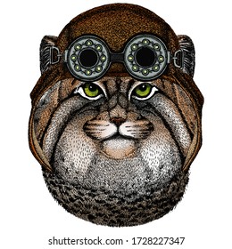 Pallas cat head. Manul head. Wild cat portrait. Aviator flying leather helmet with googles.