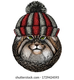 Pallas cat head. Manul head. Wild cat portrait. Knitted wool winter hat.