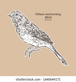 Pallas's reed bunting, also known as Pallas's bunting, is a passerine bird in the bunting family Emberizidae, hand draw sketch vector.