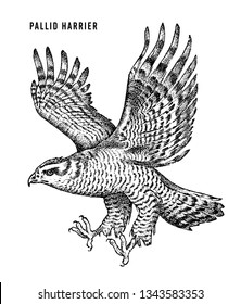 Pallid harrier. Wild forest bird of prey. Hand drawn sketch graphic style.  Fashion patch. Print for  t-shirt, Tattoo or badges.