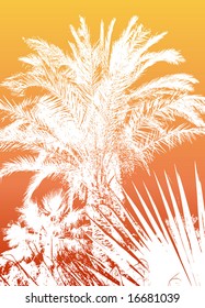 palm