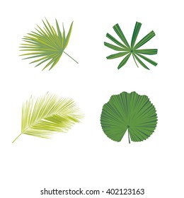 Palm