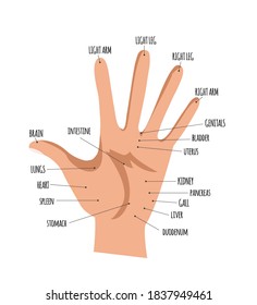 Palm with acupuncture points scheme. Cartoon style. Vector illustration
