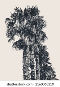 Palm Alley. Row of palm trees. Hand Drawn Decorative Design Element In Engraving Style. Vector Illustration