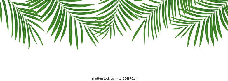 Palm background. Isolated tropical coconut jungle leaves banner