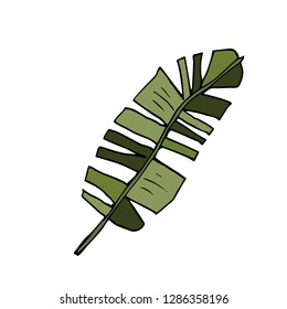 Palm banana leaf . Vector illustration.