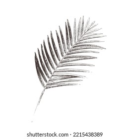 Palm beach tree leaves jungle botanical leaf. Black and white engraved ink art. Isolated leaf illustration element. Vintage leaf 