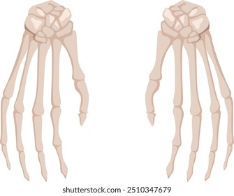 Huesos de la palma. Manos esqueléticas. Ilustración de anatomía del brazo