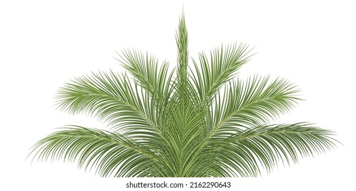palm branch, coconut leaf, tropical plant decorative  background, vector illustration