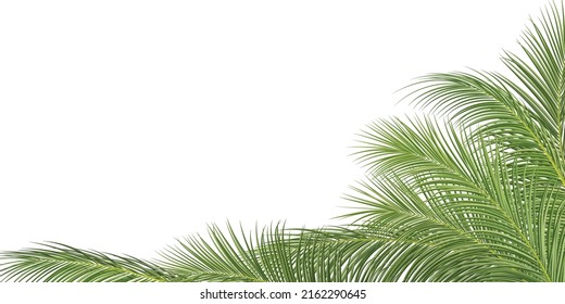 palm branch, coconut leaf, tropical plant decorative  background, vector illustration
