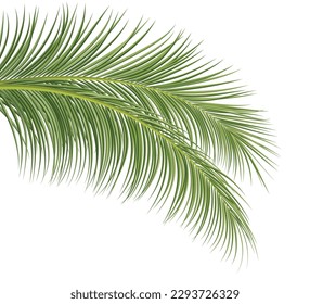 rama de palma, hoja de coco, fondo decorativo de planta tropical, ilustración vectorial