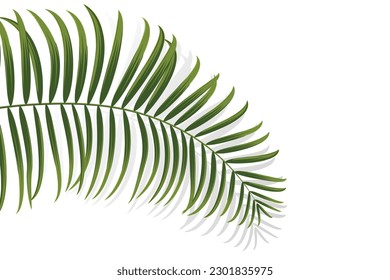 rama de palma, hoja de coco, fondo decorativo de planta tropical, ilustración vectorial
